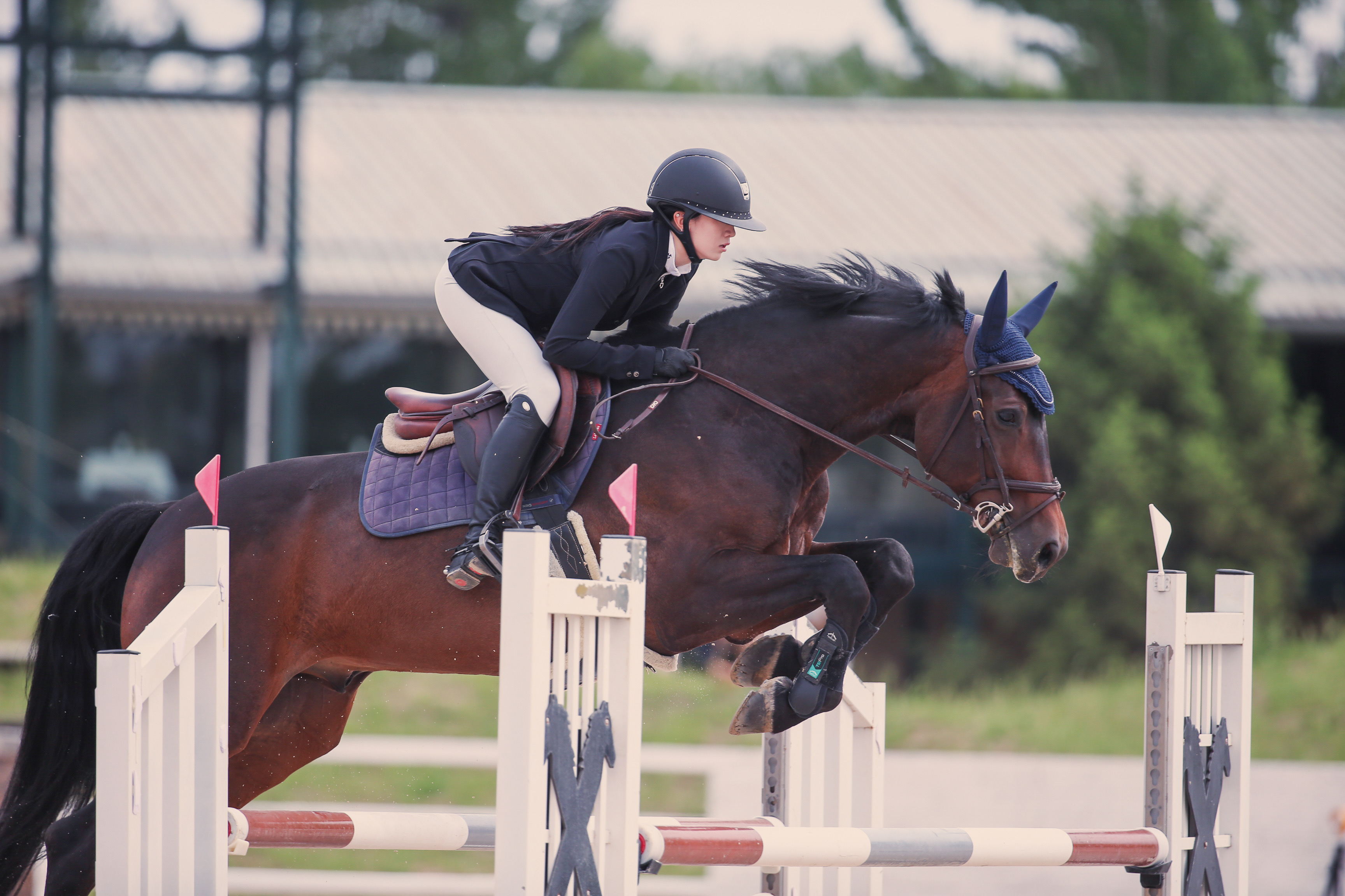 Horse life